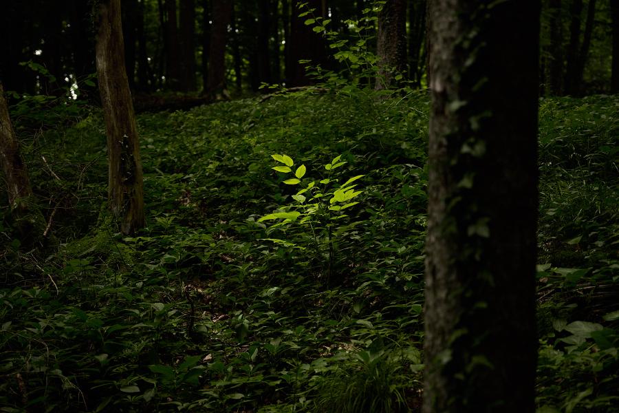 images/25-06-08_bright_plant.jpg