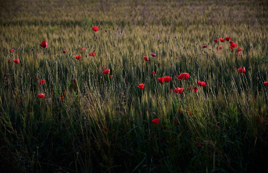images/25-06-13_poppies_in_a_field.jpg