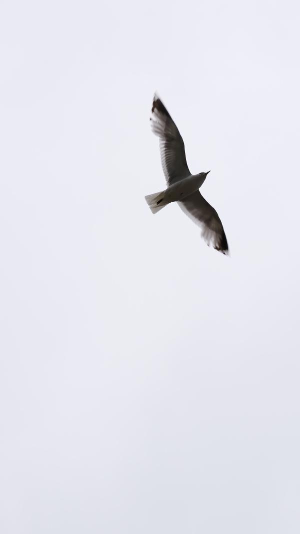 images/25-06-27_seagull.jpg