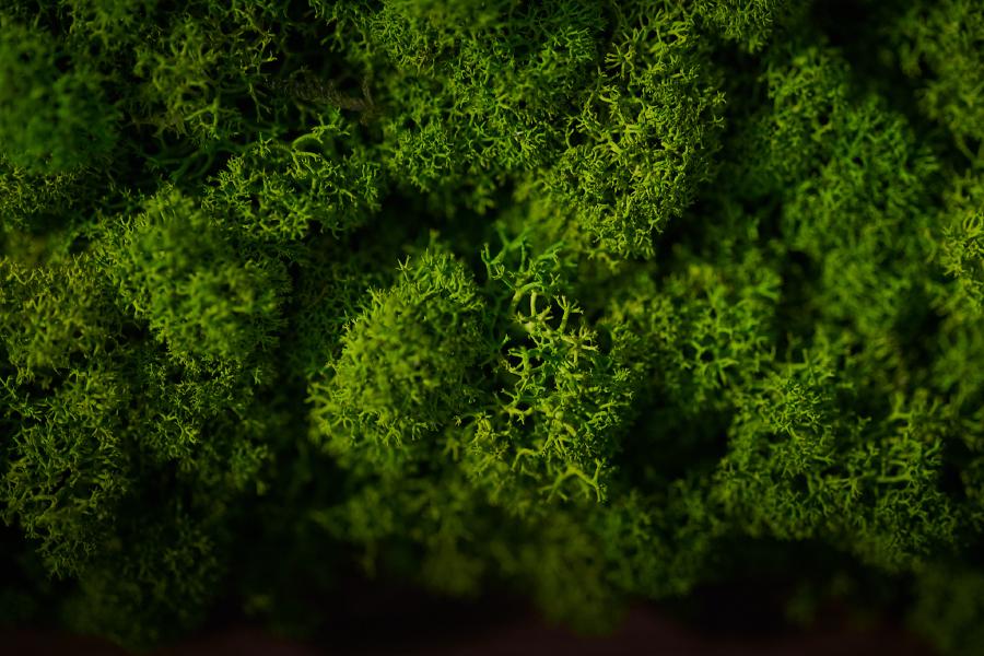 images/25-07-08_moss.jpg