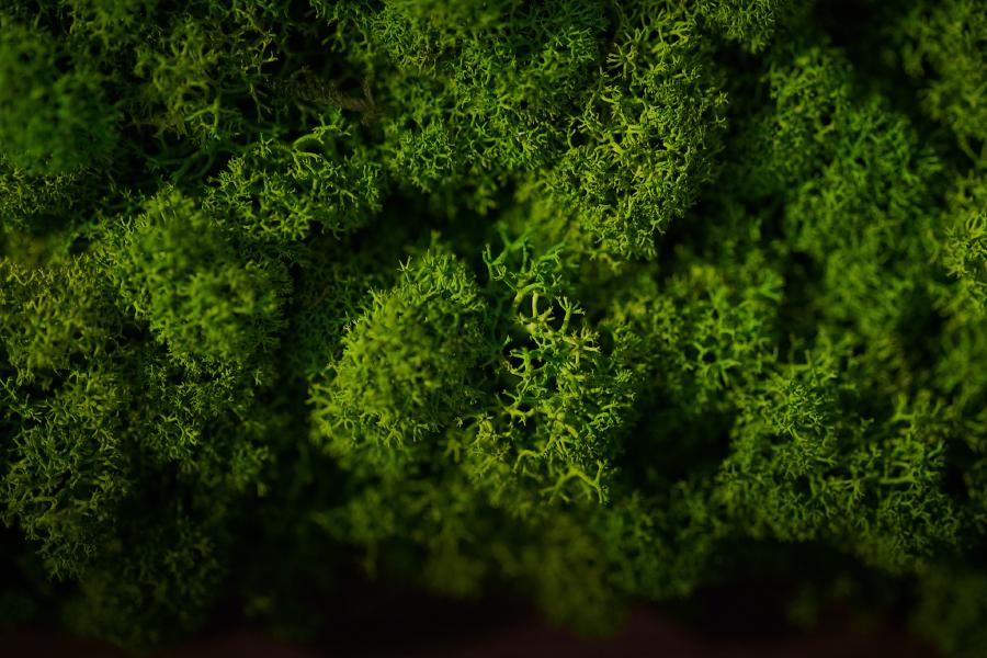 images/25-07-08_moss.jpg