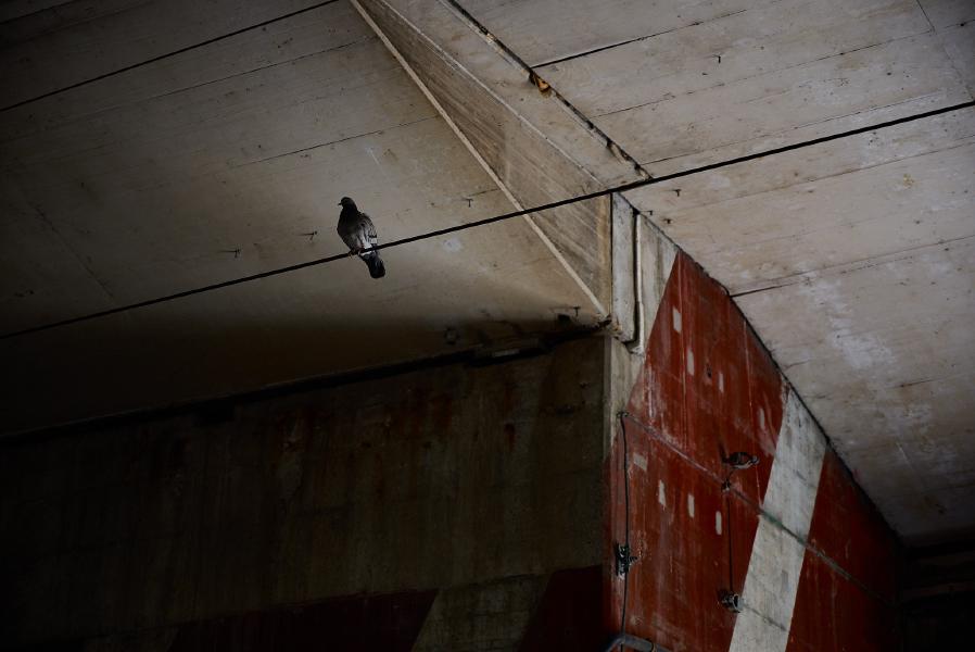 images/25-07-11_pigeon.jpg