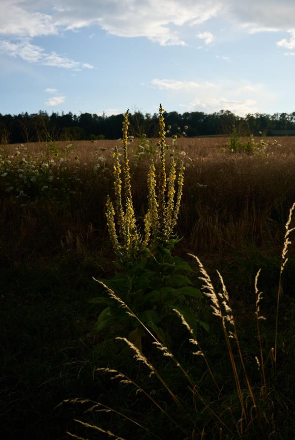 images/25-07-13_common_mullein_sunset.jpg