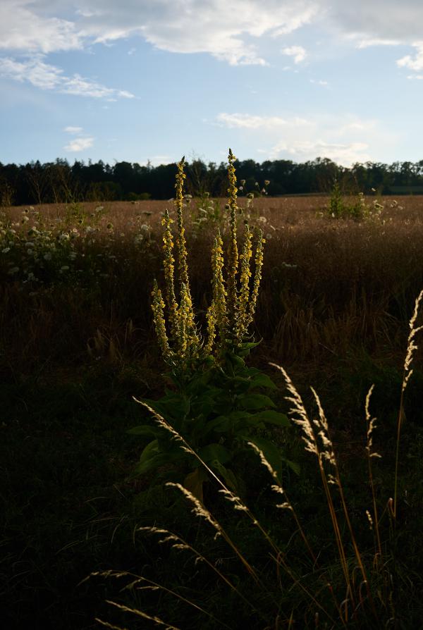images/25-07-13_common_mullein_sunset.jpg