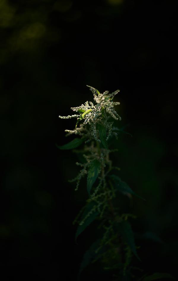 images/25-07-25_flower_spotlight.jpg