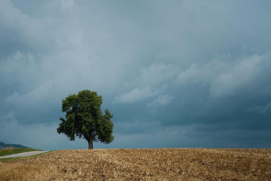 images/25-07-27_tree_in_a_yellow_field.jpg