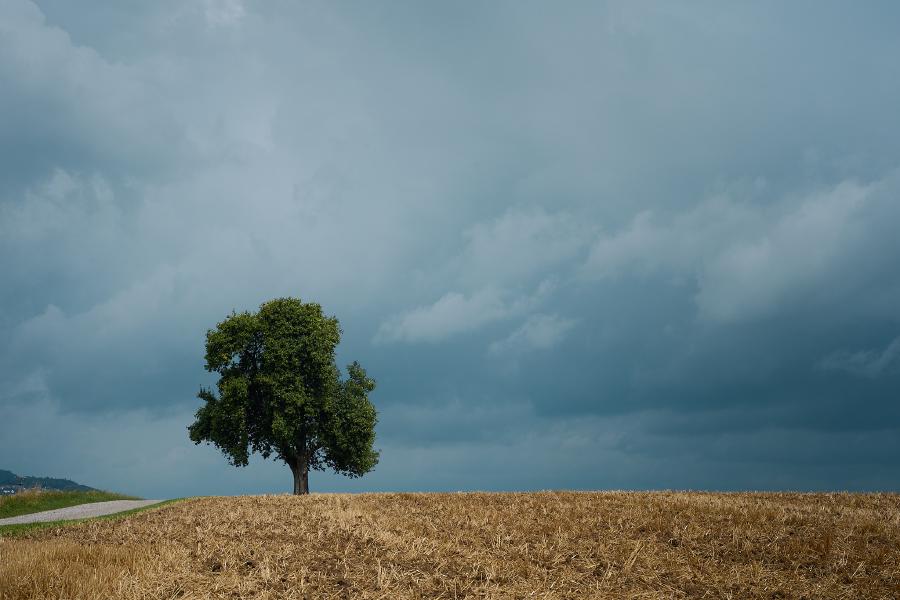 images/25-07-27_tree_in_a_yellow_field.jpg
