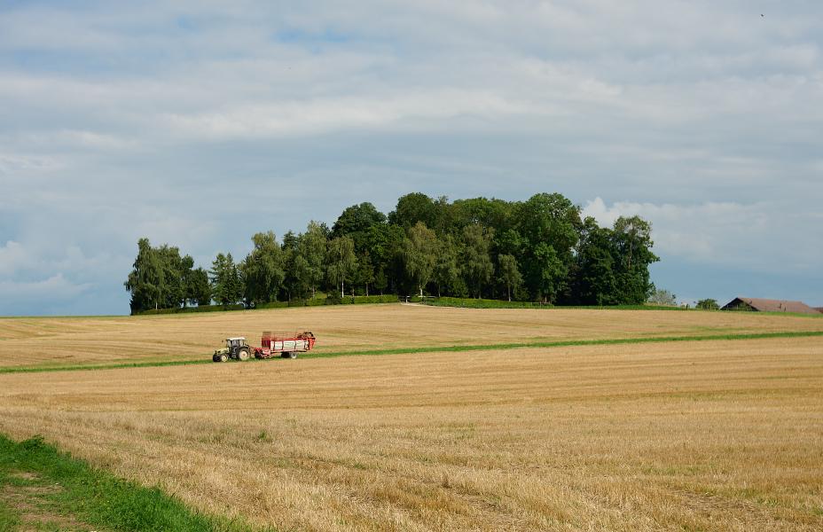 images/25-07-29_tractor_and_small_forest.jpg