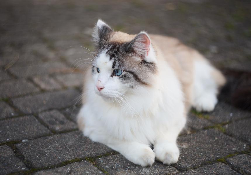 images/25-08-03_cat.jpg