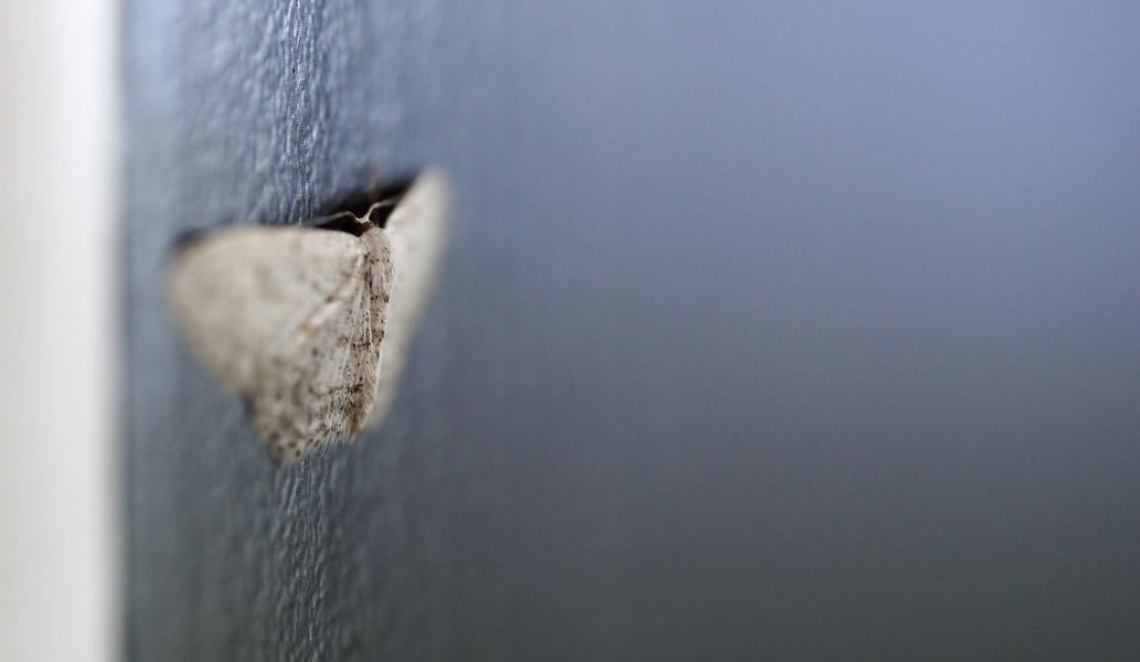 images/25-08-05_moth.jpg