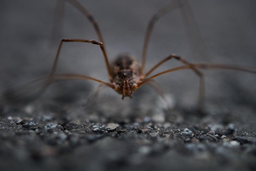 images/25-08-12_daddy_long_legs.jpg