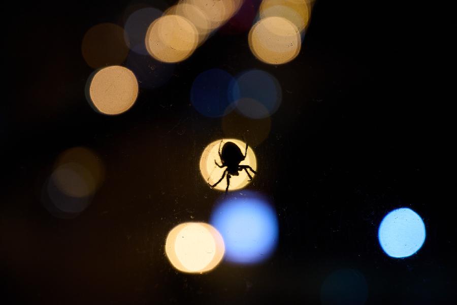 images/25-08-19_spider_city_lights.jpg