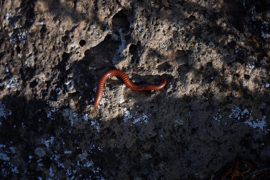 images/25-08-27_worm_at_white_rock.jpg