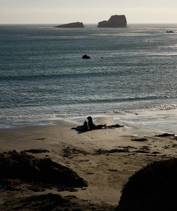 images/25-09-09_elephant_seal_vista_point.jpg