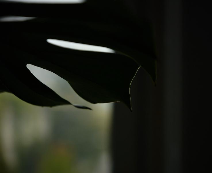 images/25-09-23_monstera.jpg