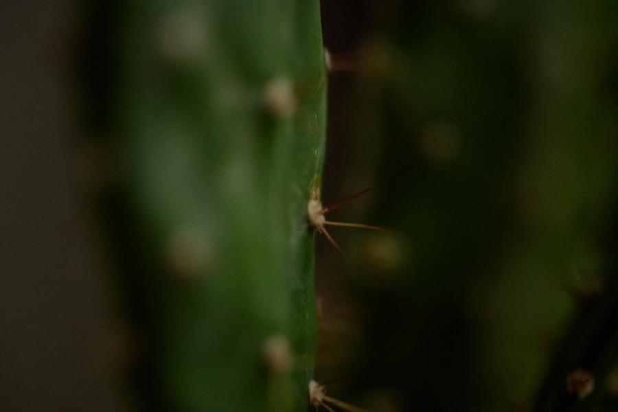 images/25-09-24_cactus.jpg