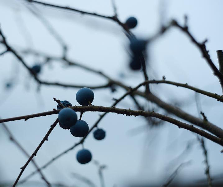 images/25-10-06_blueberries.jpg