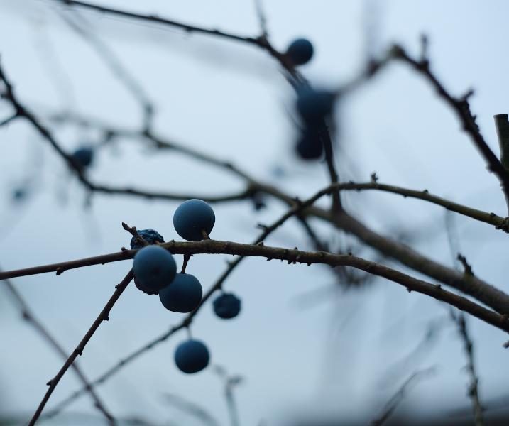 images/25-10-06_blueberries.jpg