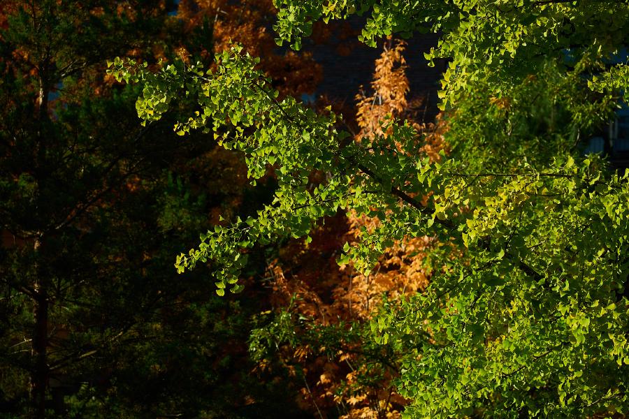 images/25-10-10_autumn_trees.jpg