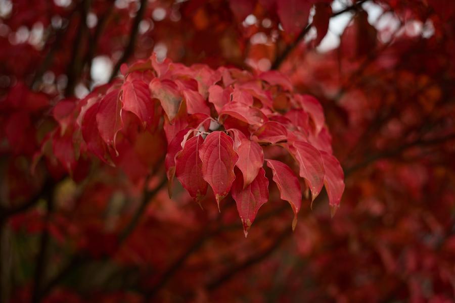 images/25-10-13_red_leaves.jpg