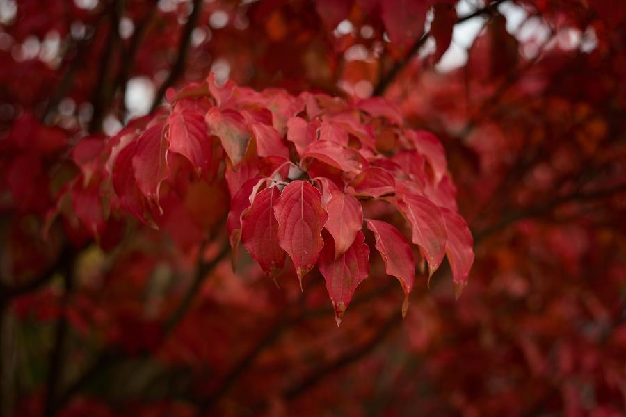 images/25-10-13_red_leaves.jpg
