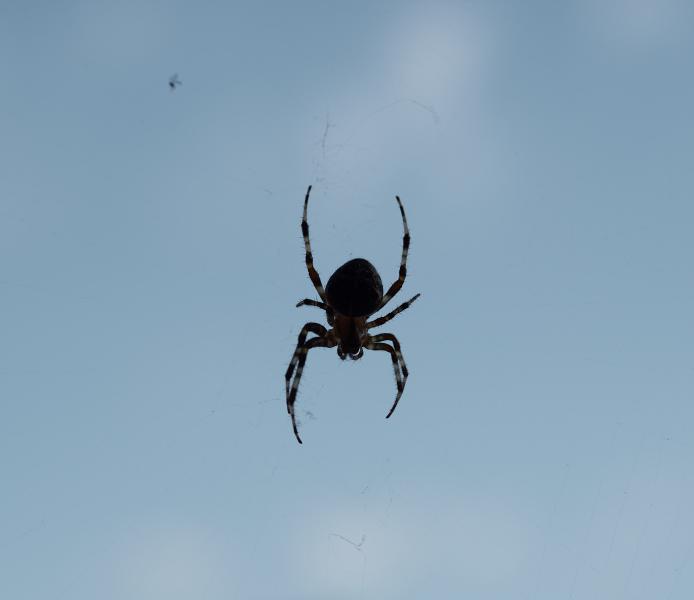 images/25-10-15_spider.jpg