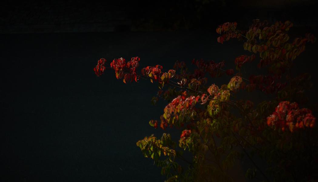 images/25-10-18_autumn_leaves.jpg