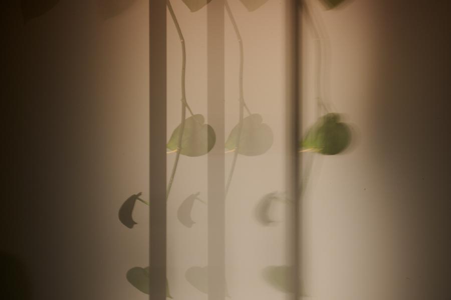 images/25-10-20_long_exposure_plant.jpg