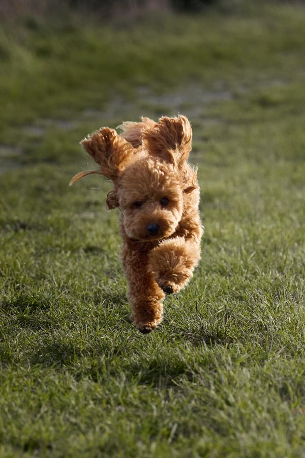 images/25-10-24_dash_running.jpg