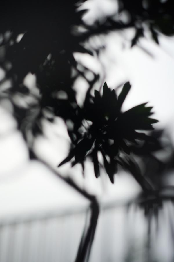 images/25-10-25_bonsai.jpg