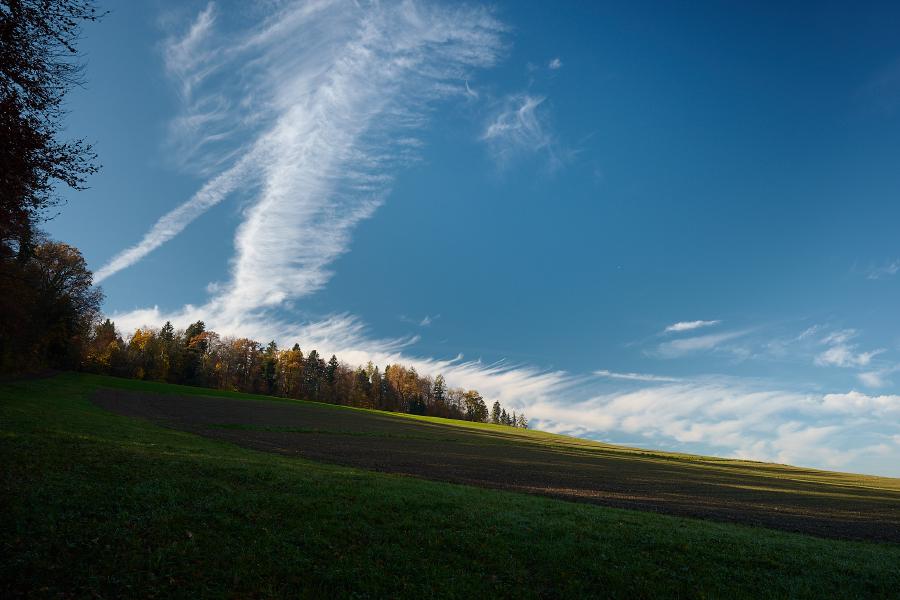 images/25-11-05_forest_clear_day.jpg