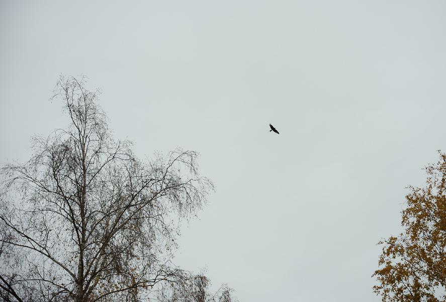 images/25-11-09_autumn_bird.jpg