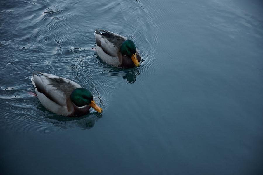 images/25-11-27_ducks.jpg