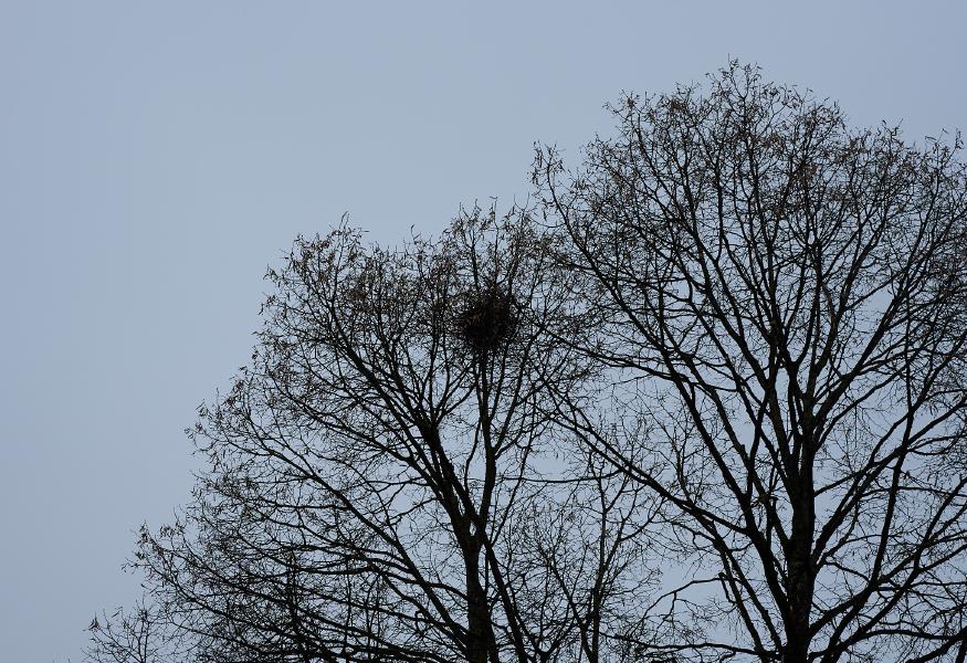 images/25-12-04_nest.jpg