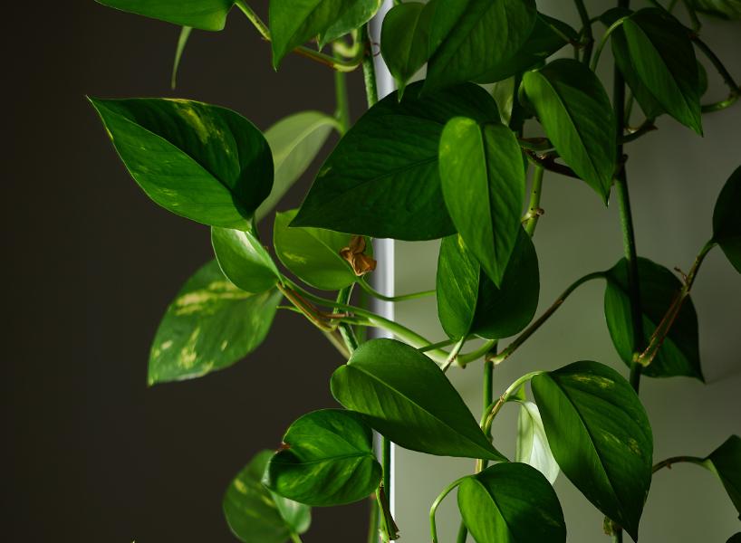 images/25-12-08_lit_ivy.jpg