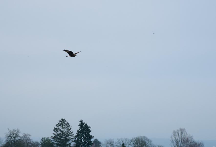images/25-12-14_birds.jpg