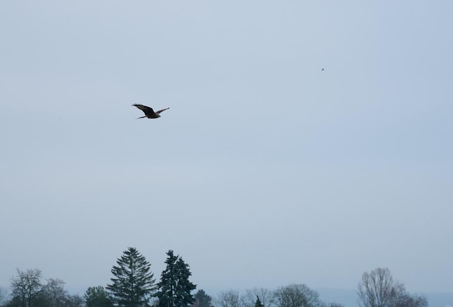 images/25-12-14_birds.jpg