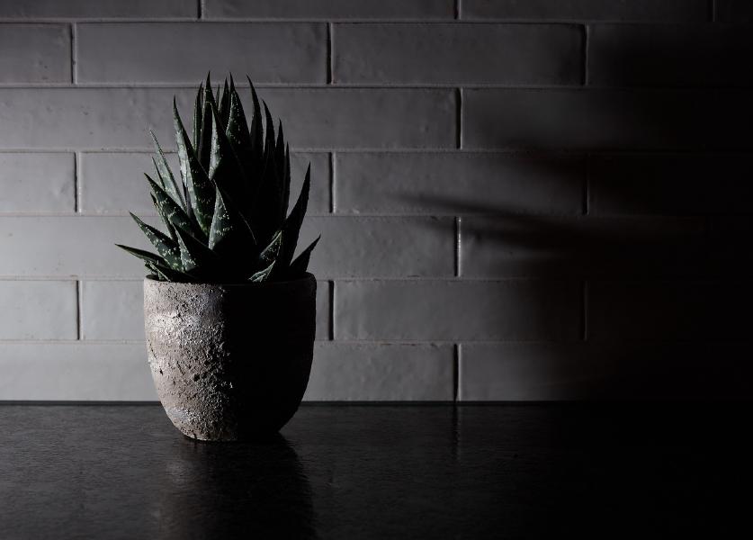 images/25-12-15_side-lit_plant.jpg