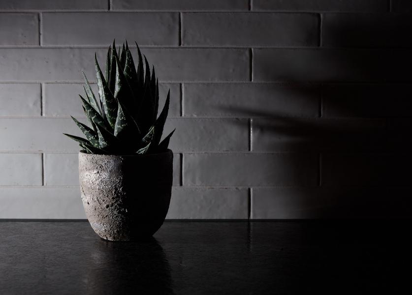 images/25-12-15_side-lit_plant.jpg
