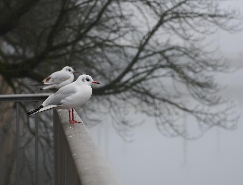 images/25-12-18_gulls.jpg