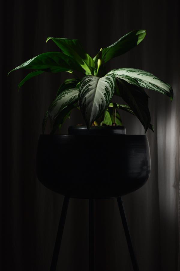 images/25-12-21_lit_plant.jpg
