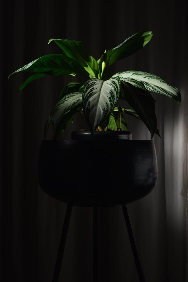 images/25-12-21_lit_plant.jpg
