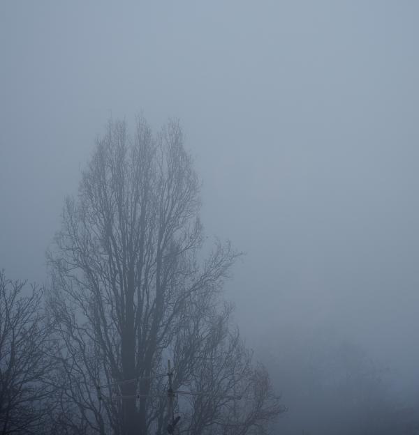 images/26-01-10_tree.jpg