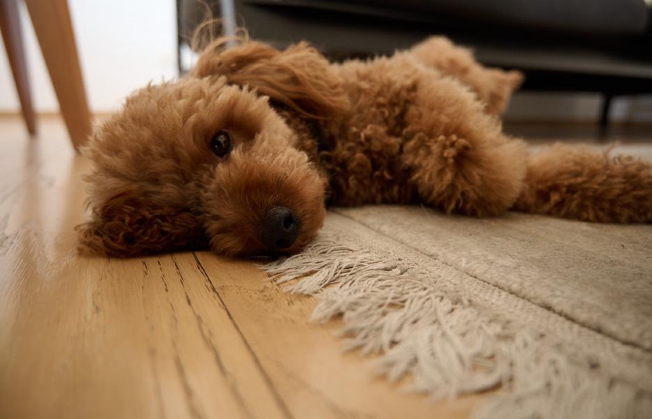 images/26-01-12_dash_lying.jpg