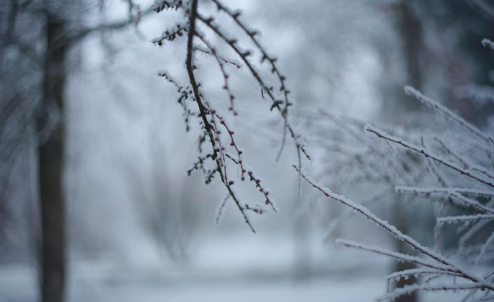 images/26-01-21_snowy_branch.jpg