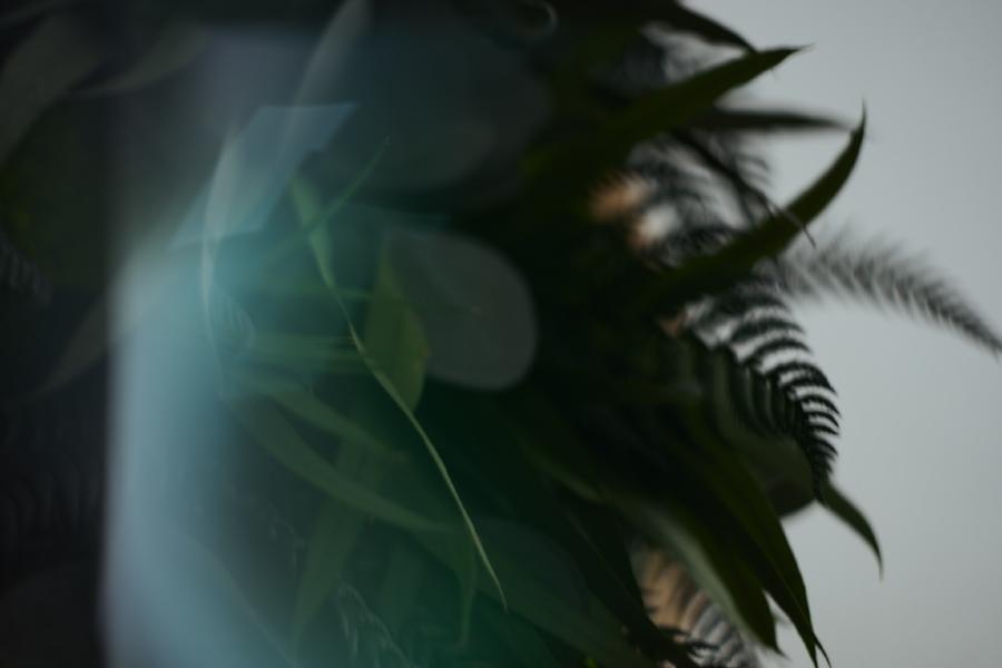 images/26-01-24_wall_plants.jpg
