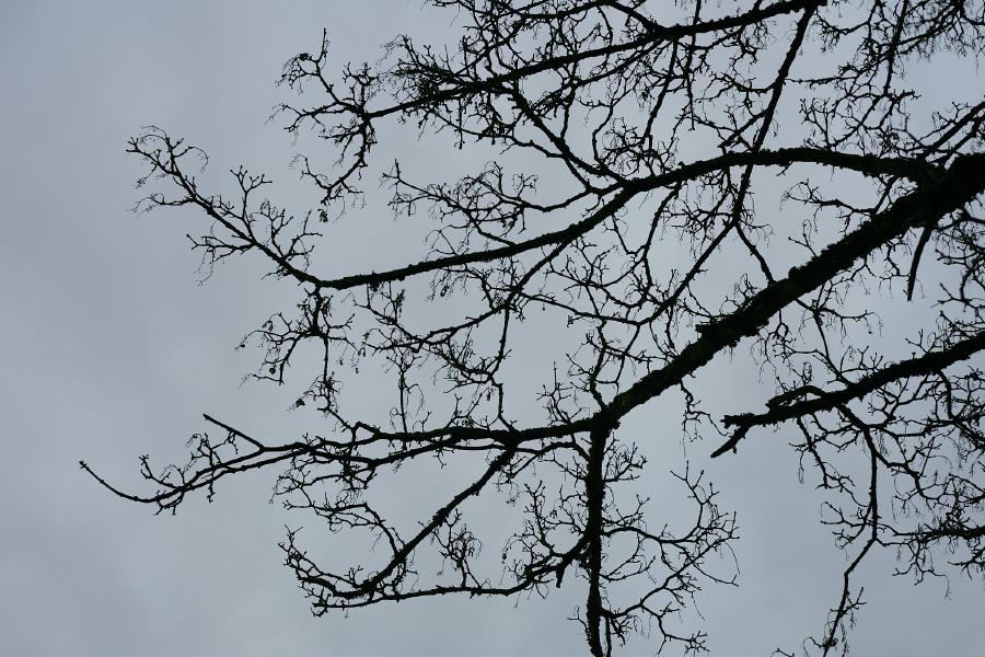 images/26-01-27_tree_branches.jpg