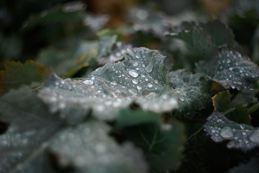 images/26-01-28_dew.jpg