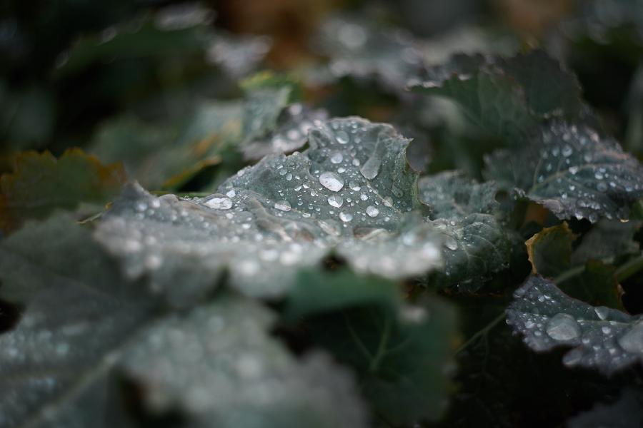 images/26-01-28_dew.jpg