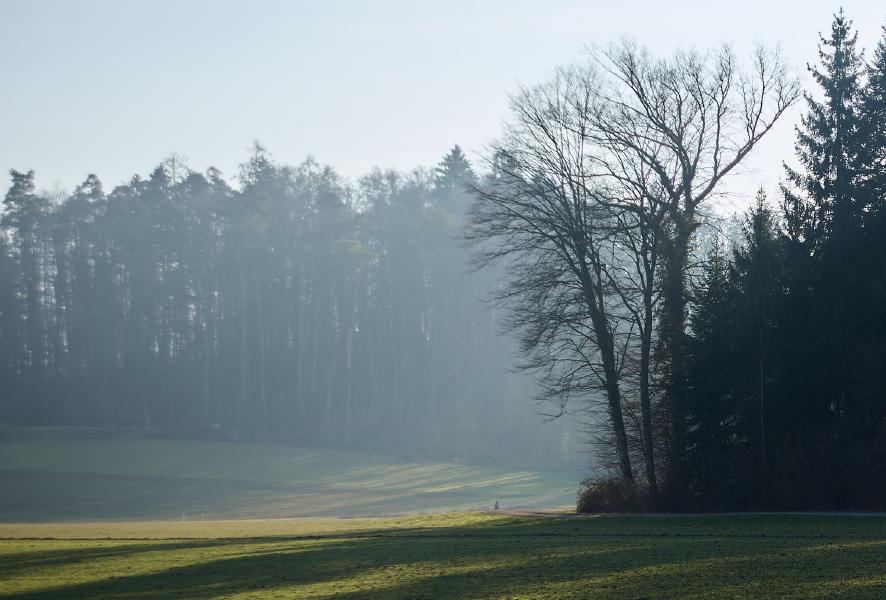 images/26-02-01_layered_forest.jpg